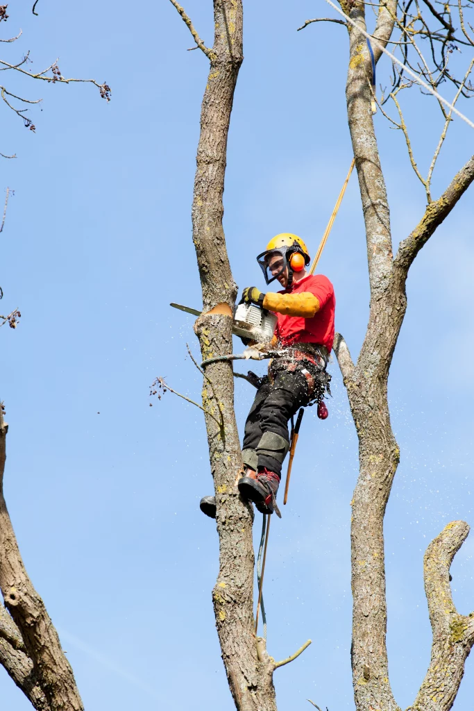 Abattage d'arbre